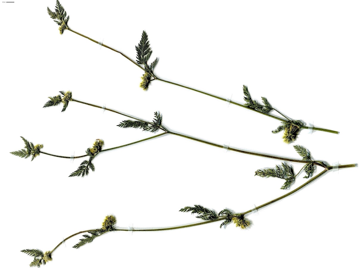 Torilis nodosa subsp. nodosa (Apiaceae)
